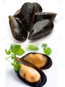 Image of Frozen Whole Black Mussel - Chile 1kg/pack (sold per pack) from Supplybunny.com
