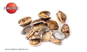 Image of Frozen Short Neck Clam (31-40 Pcs) 500g/pack (sold per pack) from Supplybunny.com