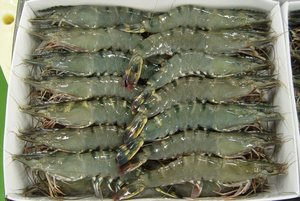 Image of Frozen Tiger Prawns 13/15 (800gm per pack) from Supplybunny.com