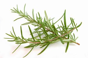 Image of Ameritto Gourmet Rosemary 500g/pack (sold per pack) from Supplybunny.com