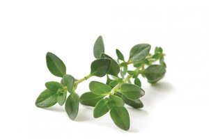 Image of Ameritto Gourmet Thyme 500g/pack (sold per pack) from Supplybunny.com