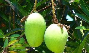 Image of Thailand Young Green Mango (sold per kg) from Supplybunny.com