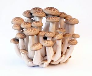 Image of Shimeji Mushroom 125g/pack (sold per pack) from Supplybunny.com