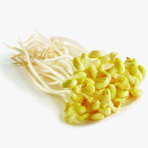 Image of Big Beansprout (sold per kg) from Supplybunny.com