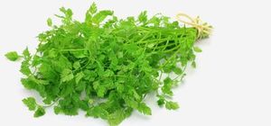Image of Chervil 50g/pack (sold per pack) from Supplybunny.com