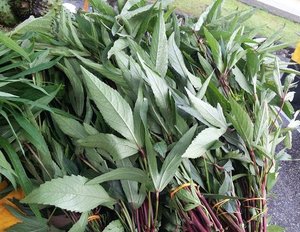 Image of Daun Asam (sold per kg) from Supplybunny.com