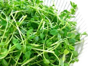 Image of Dou Miew Vegetable (sold per kg) from Supplybunny.com