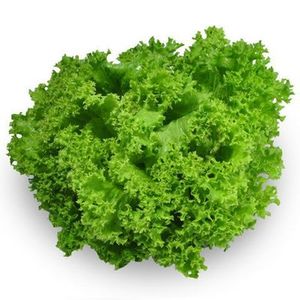 Image of Green Coral (sold per kg) from Supplybunny.com
