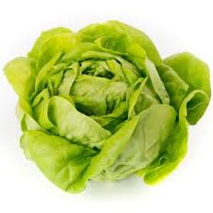 Image of Butter Lettuce (sold per kg) - PREORDER from Supplybunny.com