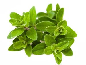 Image of Marjoram 50g/pack (sold per pack) from Supplybunny.com