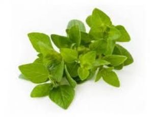 Image of Oregano (sold per kg) from Supplybunny.com