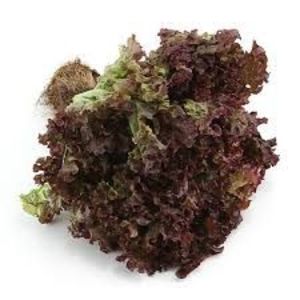 Image of Red Coral (sold per kg) from Supplybunny.com