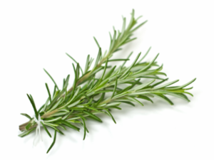 Image of Rosemary (sold per kg) from Supplybunny.com