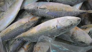Image of Frozen Mackerel Fish, Ikan Kembung (sold per kg) from Supplybunny.com