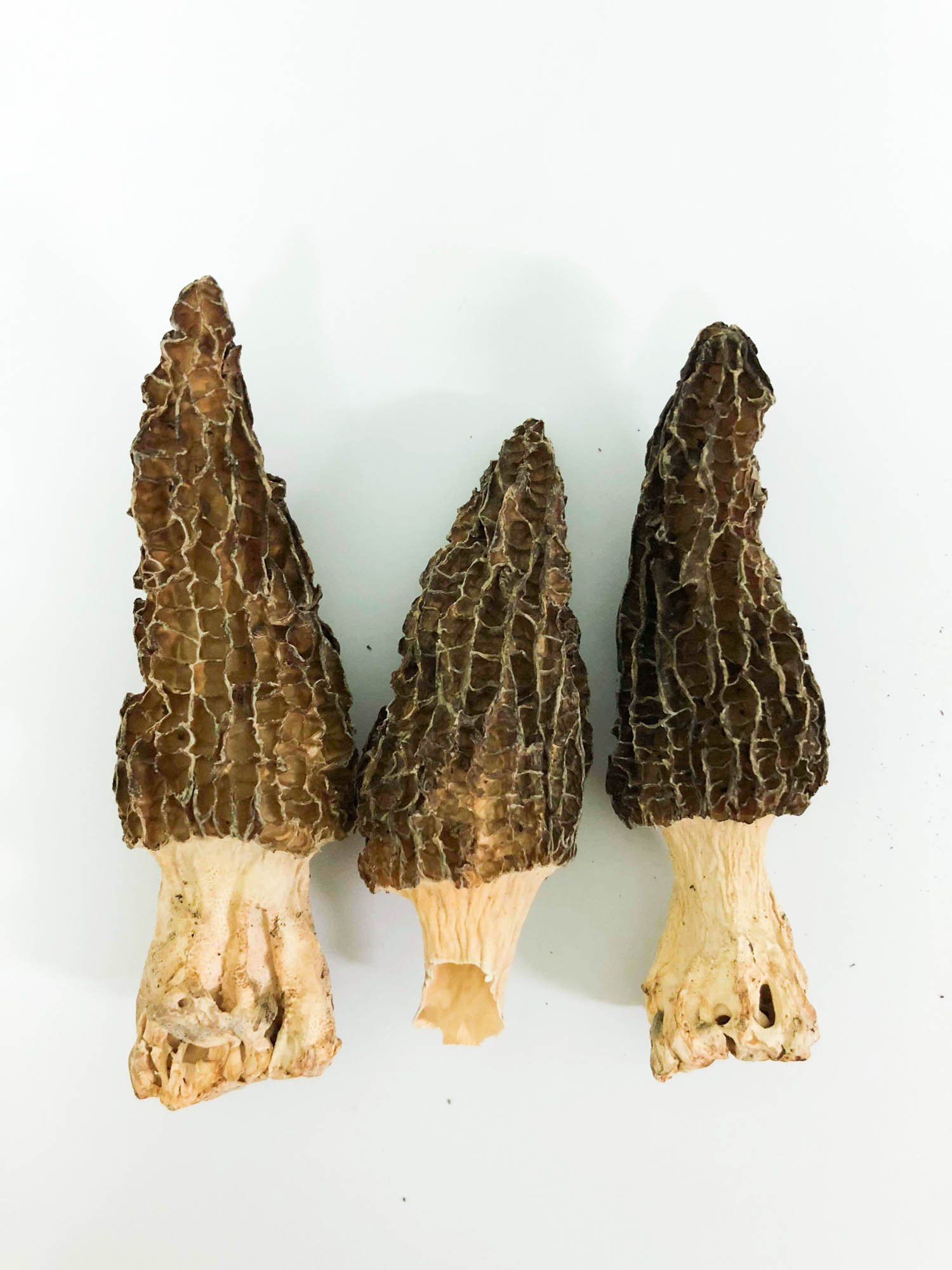Morel Mushrooms 200g/pack (sold per pack) — HORECA Suppliers Supplybunny