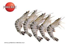 Image of Frozen Tiger Prawn 30/40 700gm/pack (sold per pack) from Supplybunny.com