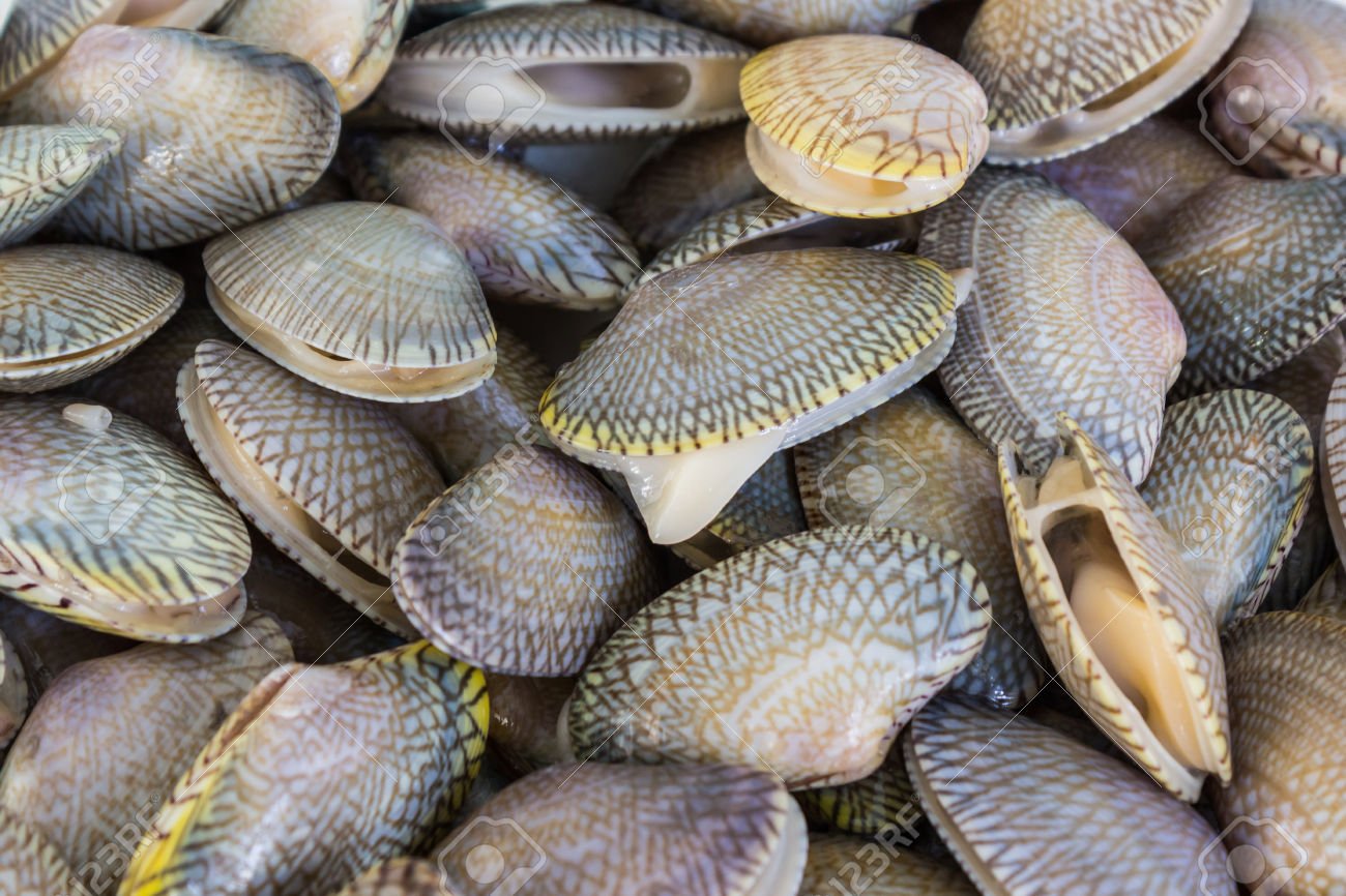 Frozen Whole Shell Lala Clam 100/120 10kg/ctn (Sold per Carton