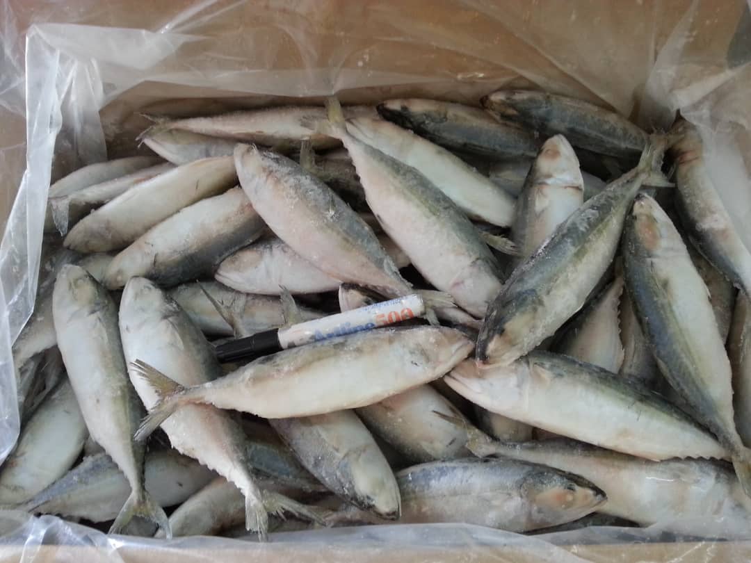Frozen Ikan Kembong 100g125g/pc 10kg/ctn (Sold per Carton) — HORECA