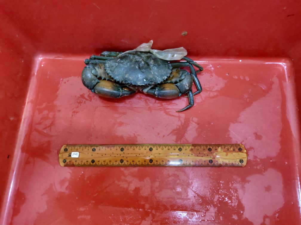 Live Mud Crab (400 to 499g per Crab) (Sold per Carton 5Kg) — HORECA Suppliers Supplybunny