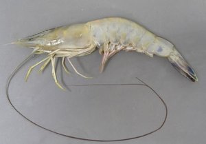 Image of Frozen White Shrimp (21/25 pcs/kg) - 700gm/pack (sold per pack) from Supplybunny.com