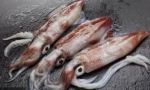 Image of Frozen Illex Squid (sold per kg) from Supplybunny.com