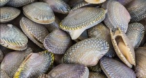 Image of Frozen Lala Clams (7-10 pcs/500g per pack) (sold per pack) from Supplybunny.com