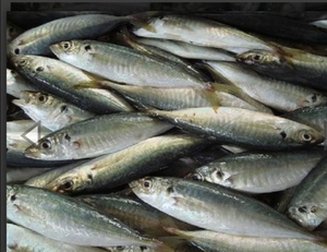 Image of Frozen Sardin for Laksa 10kg/box (Sold per Box) from Supplybunny.com