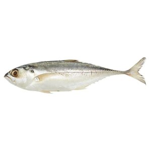 Image of Frozen Cincaru 10kg/box (Sold per Box) from Supplybunny.com