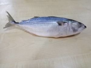 Image of Frozen Kembong Fish 2-4pcs/kg 10/box (Sold per Box) from Supplybunny.com