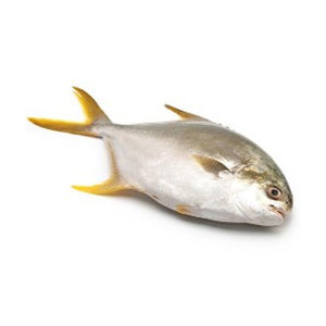 Image of Frozen Bawal Emas  200-300gm/pc  (Sold per 10kg Carton) from Supplybunny.com