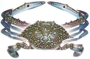Image of Frozen Blue Crab  (LLL) Cut  460gm/pack x 12 packs per Carton (Sold per Carton) from Supplybunny.com
