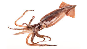 Image of Frozen Illex Squid  200-300gm  (Sold per 10kg Carton) from Supplybunny.com