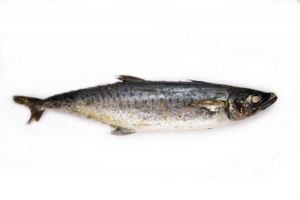 Image of Frozen Ikan Tenggiri  700gm-1kg/pc   (Sold per 10kg Carton) from Supplybunny.com