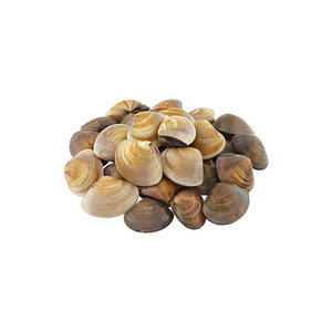 Image of Frozen Kepah (Clam)  (Sold per Kg) from Supplybunny.com