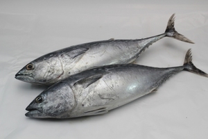Image of Frozen Tongkol Putih (White Tuna Mackerel) 500-800gm/pc  (Sold per 10kg Carton) from Supplybunny.com