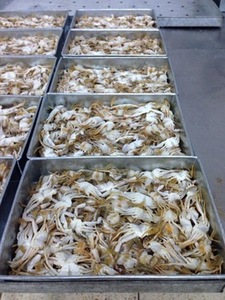 Image of Frozen Baby Crab  500gm/pack x 10 packs per Carton   (Sold per Carton) from Supplybunny.com