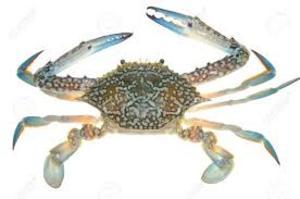 Image of Frozen Flower Crab  200-300gm/pc  (Sold per 8kg Carton) from Supplybunny.com