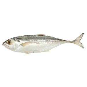 Image of Frozen Cencaru  4-6 pcs per Kg  (Sold per 10kg Carton) from Supplybunny.com