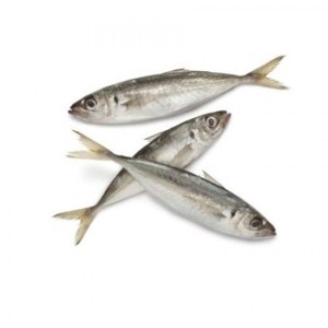 Image of Frozen Sardin Putih (White Sardine)  8-10 pcs per Kg (Sold per Kg) from Supplybunny.com