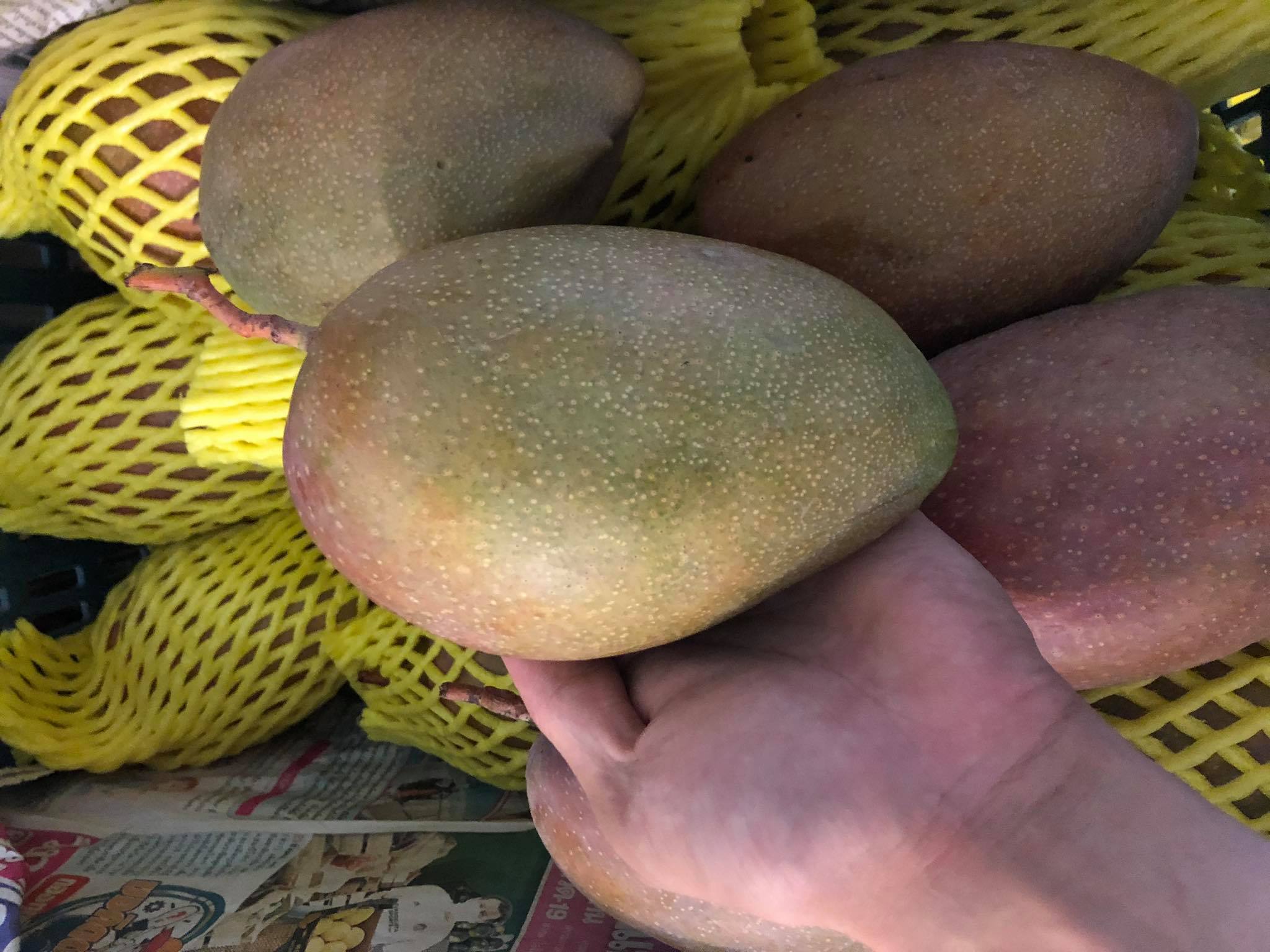 Rainbow Mango 3pcs/kg (Sold per Kg) — HORECA Suppliers Supplybunny