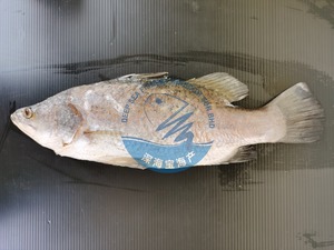Image of Whole Siakap Fish (Cleaned) 600-700g per Piece (Sold per Piece) from Supplybunny.com