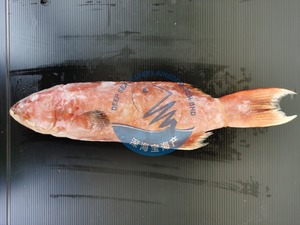 Image of Whole Coral Trout (Cleaned) 600g-800g per Piece (Sold per Fish) from Supplybunny.com