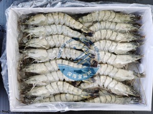 Image of Black Tiger Prawn M Size 26/30 pcs/block (sold per block) from Supplybunny.com