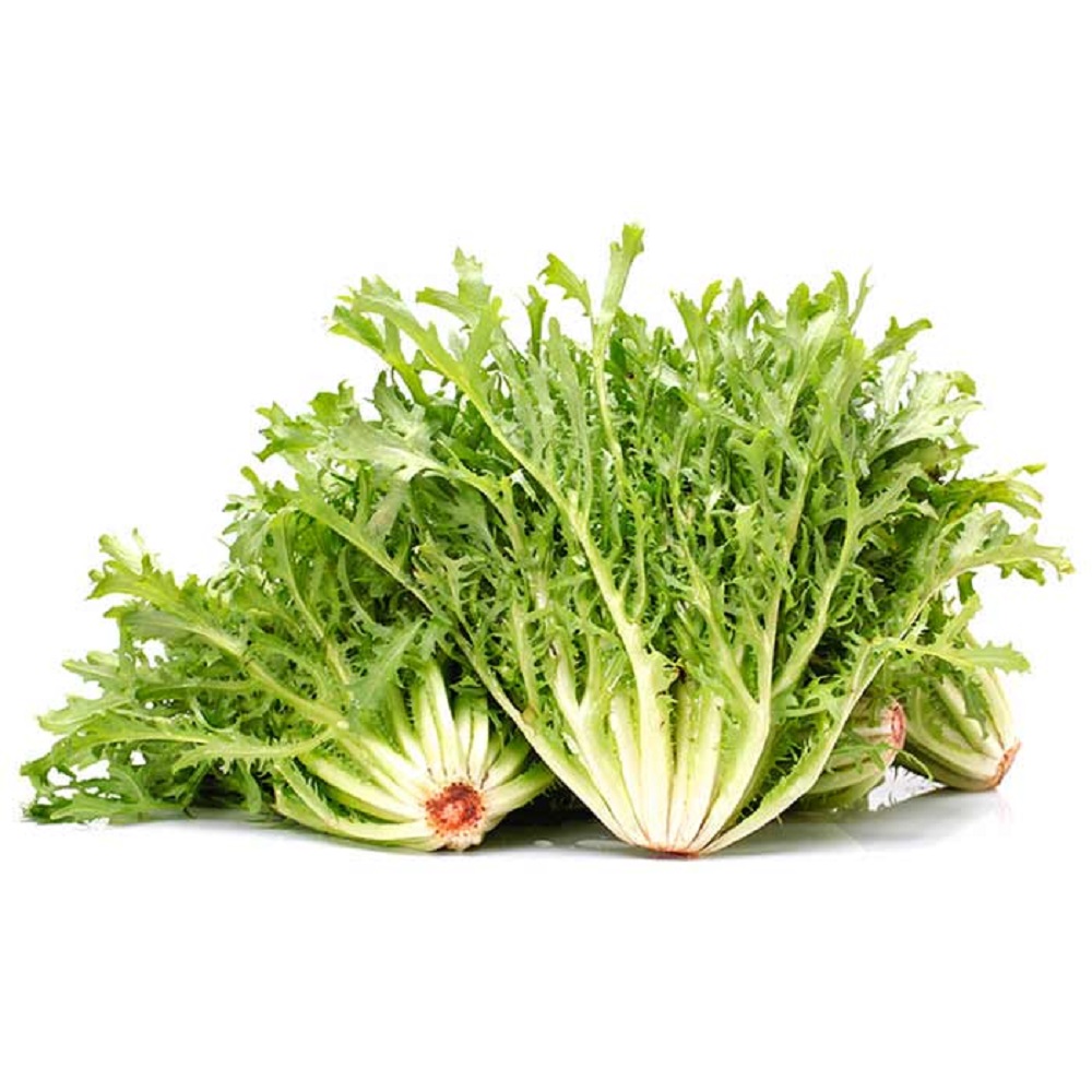 Green Frisee Lettuce (Sold per Kg) — HORECA Suppliers Supplybunny