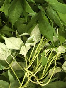 Image of Organic Sweet Potato Leaf 250g/pack (Sold per Pack) from Supplybunny.com