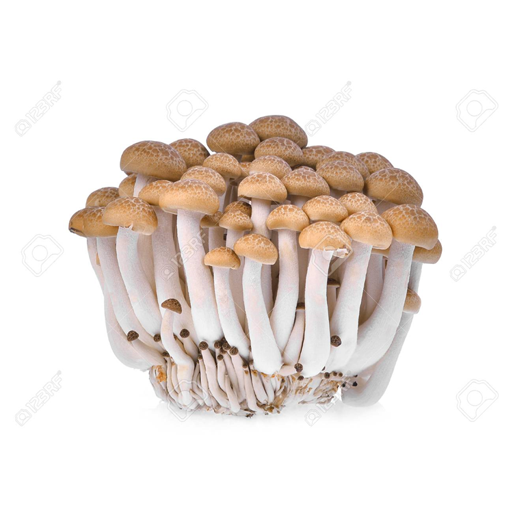 Brown Shimeji Mushroom 125150g/pack (Sold per Pack) — HORECA Suppliers