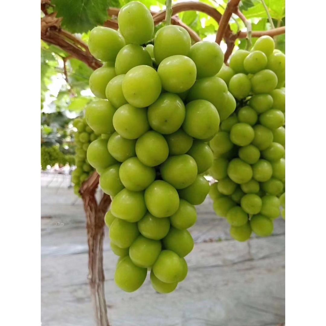 Taiwan Fresh Shine Muscat Grape 500g/pack (Sold per Pack) — HORECA