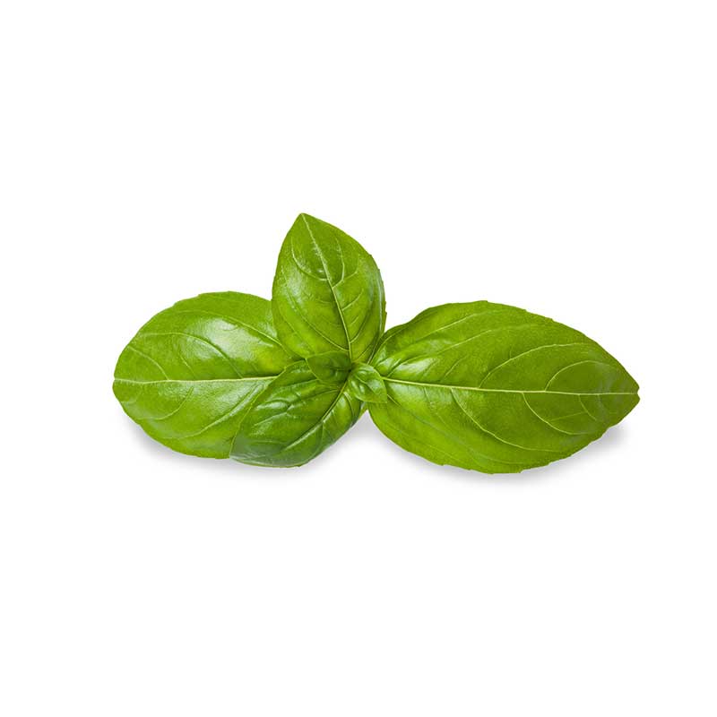 Thai Basil Leaf (Daun Selasih) 500g/pack (Sold per Pack) — HORECA