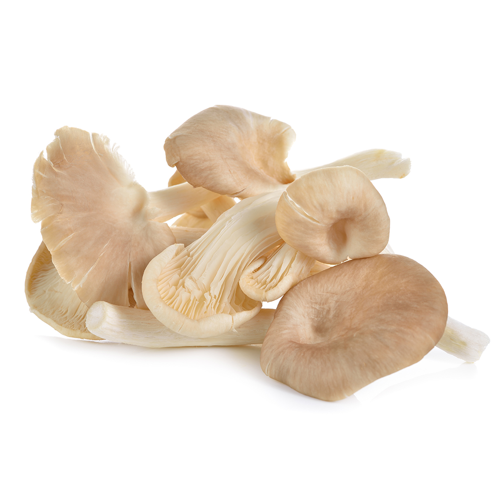 Abalone Oyster Mushroom 500g/pack (Sold per Pack) — HORECA Suppliers Supplybunny