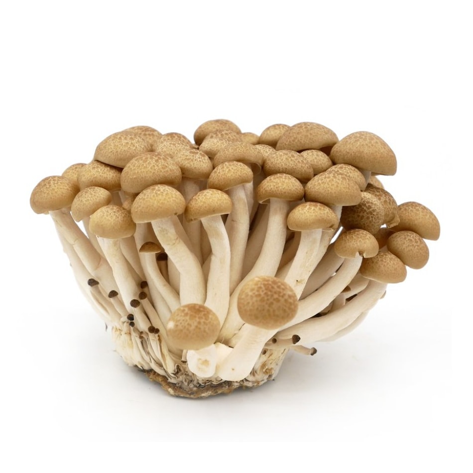 Brown Shimeji Mushroom 150g/pack (Sold per Pack) — HORECA Suppliers